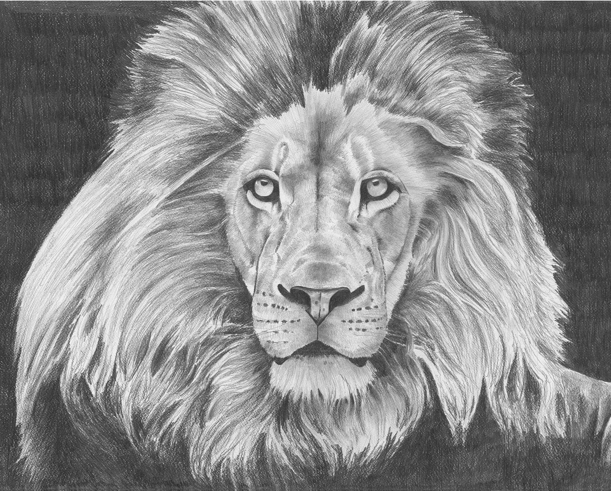 Lion | Limited Edition Print image 3