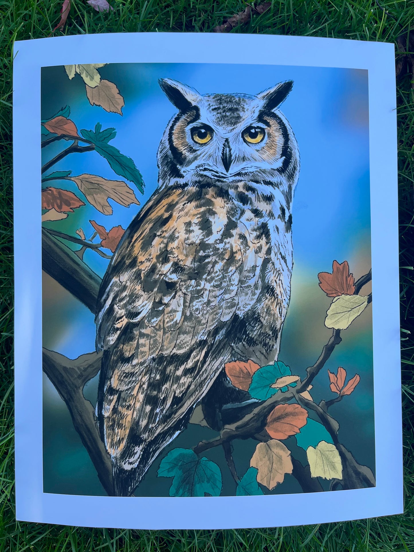 Owl Fine Art Print