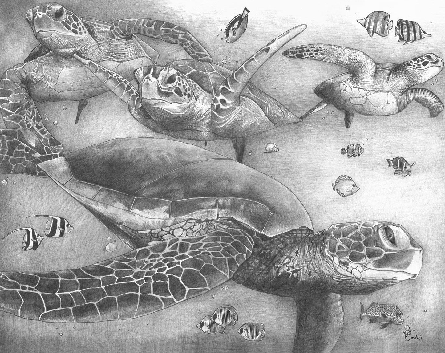 Sea Turtle Fine Art Print
