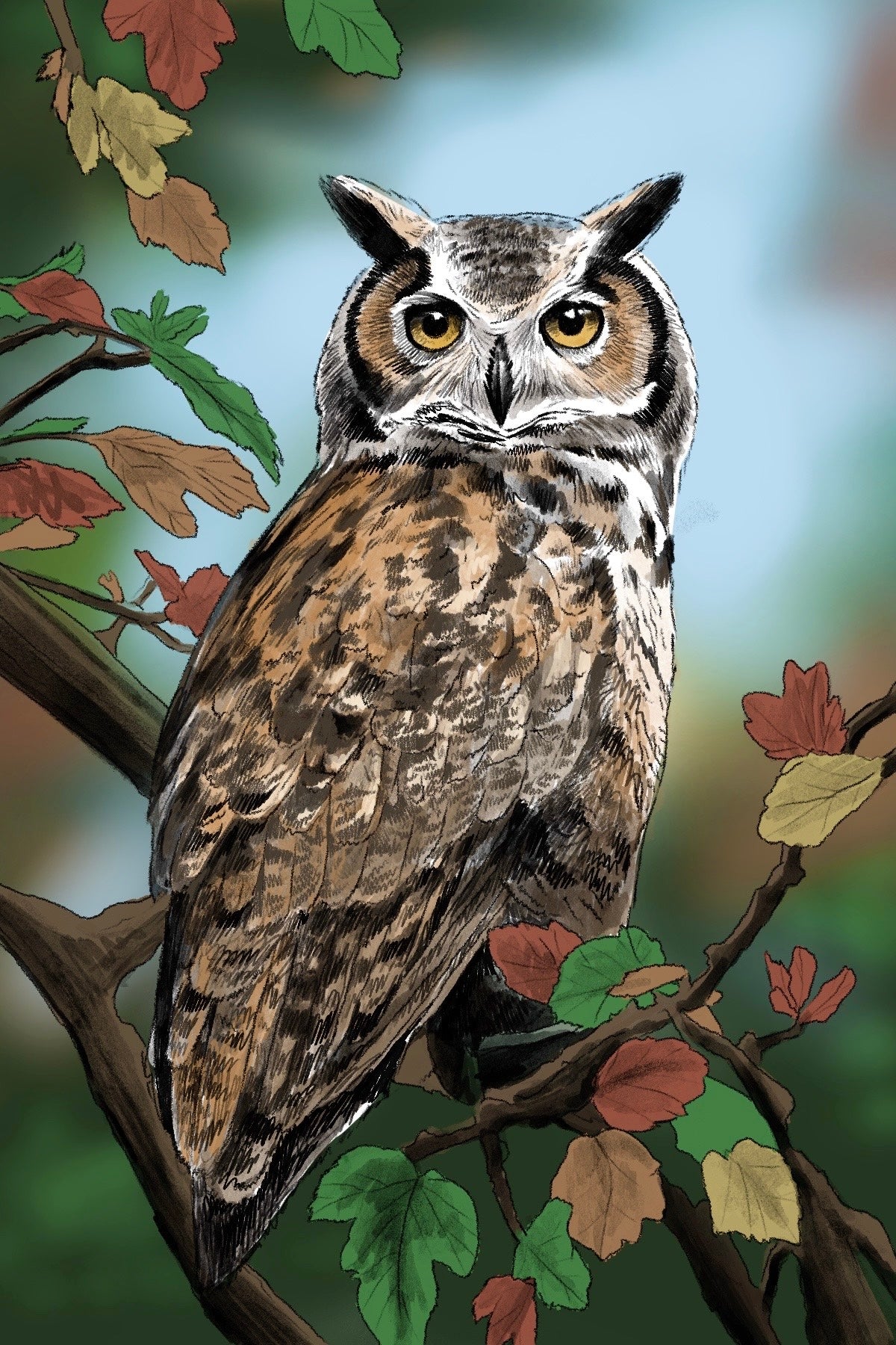Owl Fine Art Print