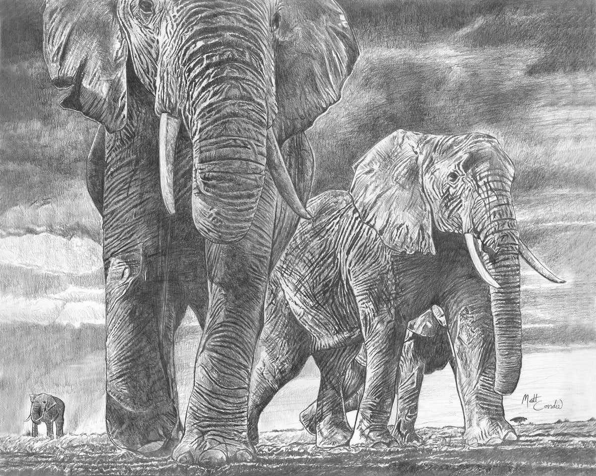 Elephant Fine Art Prints image 1