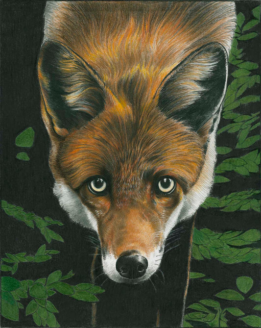 Red Fox Print image 0