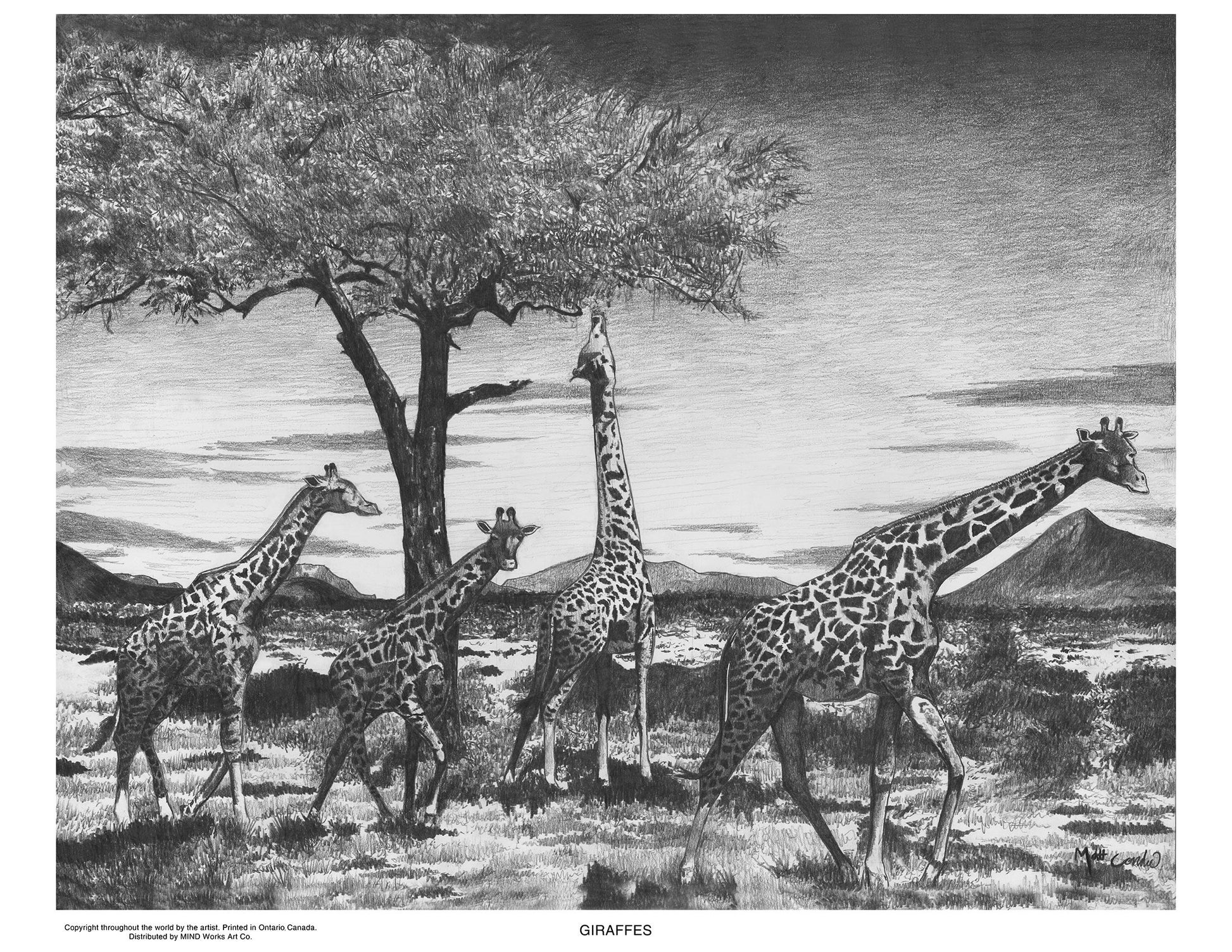 Giraffes | Limited Edition Print image 2